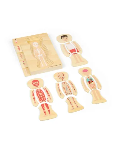 Medinė žmogaus anatomijos dėlionė Berniukas su kūno sluoksniais.